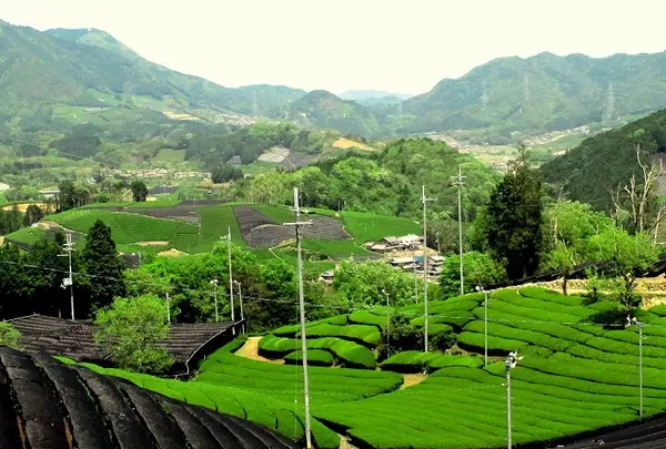 宇治茶の郷　和束の茶畑の写真・動画_image_73818