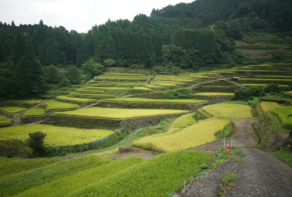 つづら棚田