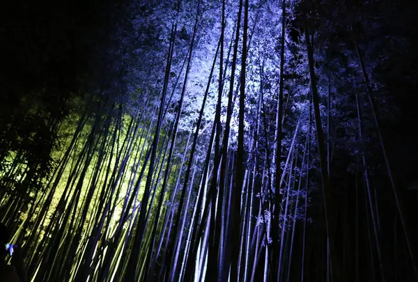 竹林の小径