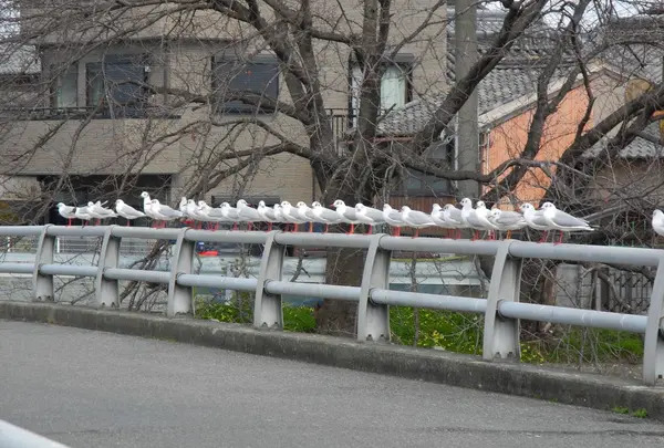 何故ココにカモメの集団が?