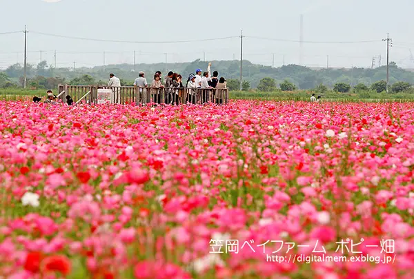 笠岡ベイファーム