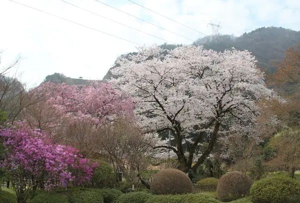 長泉院 しだれ桜