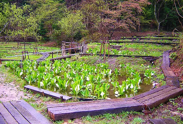 水芭蕉園