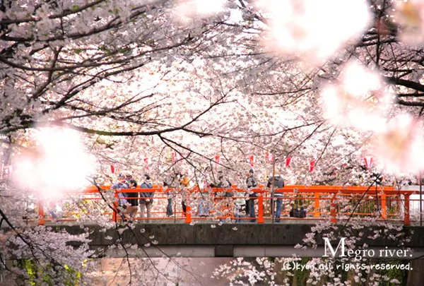 目黒川