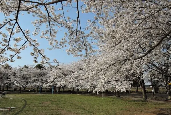 出羽公園