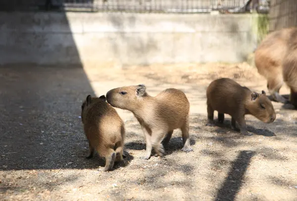 須坂市動物園