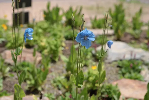 白馬五竜高山植物園