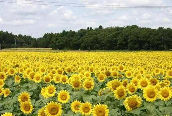 那珂総合公園 ひまわり畑