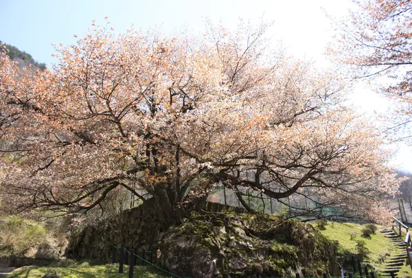 狗鷲桜