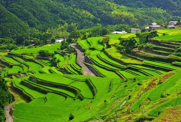 中山千枚田