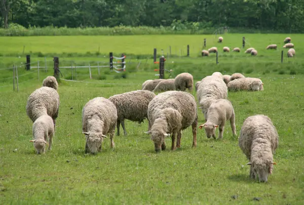 羊の牧場