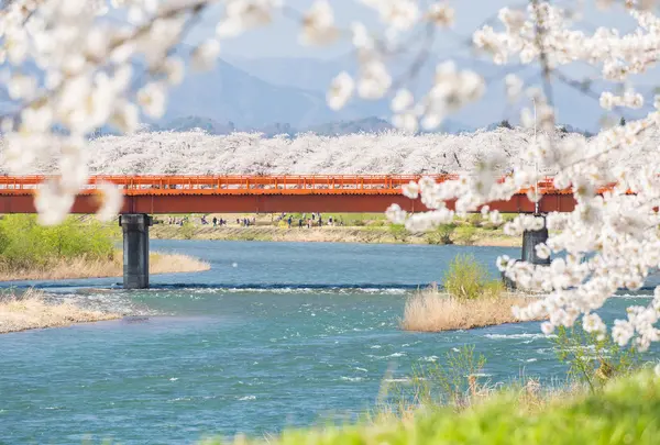 桧木内川桜並木