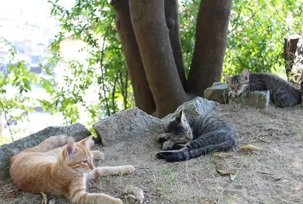 猫の細道