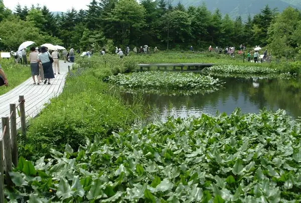 箱根湿生花園