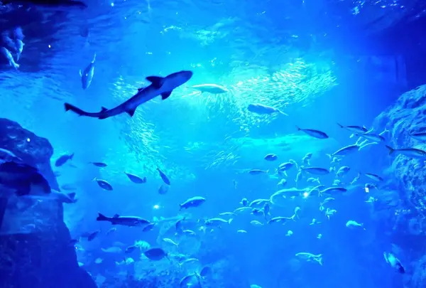 新江ノ島水族館