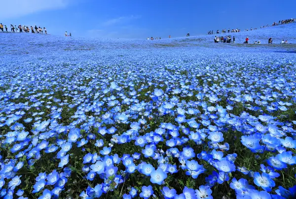 国営ひたち海浜公園