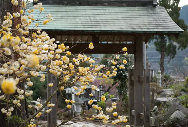 長興山紹太寺