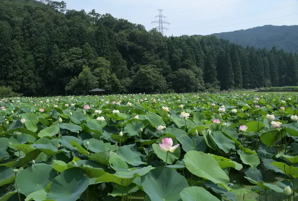 花はす公園