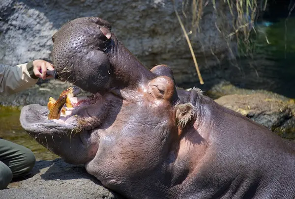 【定番】天王寺動物園