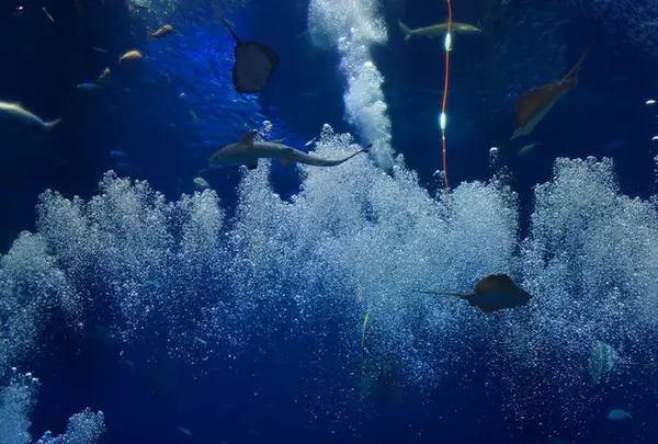 アクアワールド茨城県大洗水族館
