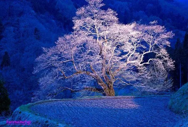 駒つなぎの桜