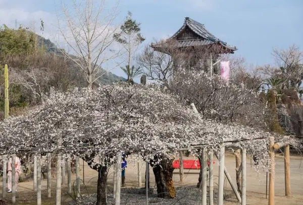 本東寺