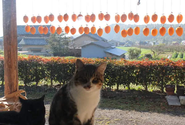 田舎料理 古民家宿「里山辺」（さとやまべ）の写真・動画_image_53843