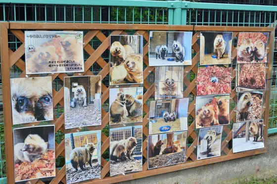 落ち葉に埋もれるたぬきさん