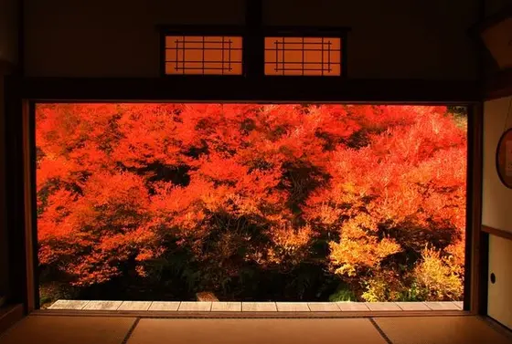 安国寺のドウダンツツジ