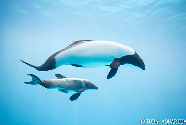 鳥羽水族館