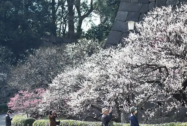 2月　皇居東御苑　梅