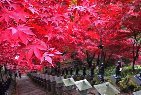 11月 大山阿夫利神社