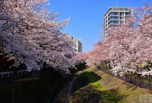 4月　乞田川桜並木