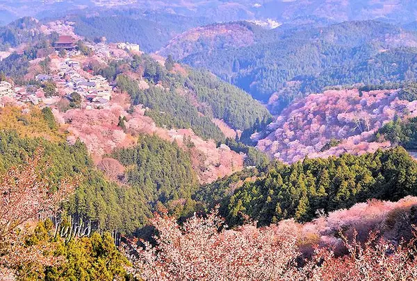 吉野山 上千本