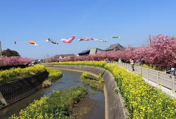 免々田川の河津桜