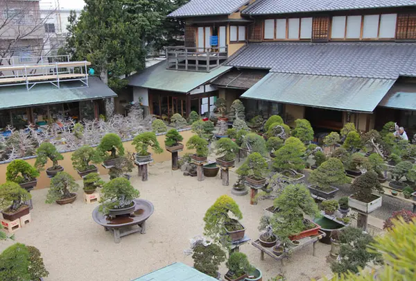 春花園 BONSAI 美術館