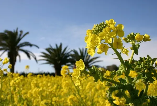 伊良湖菜の花ガーデン