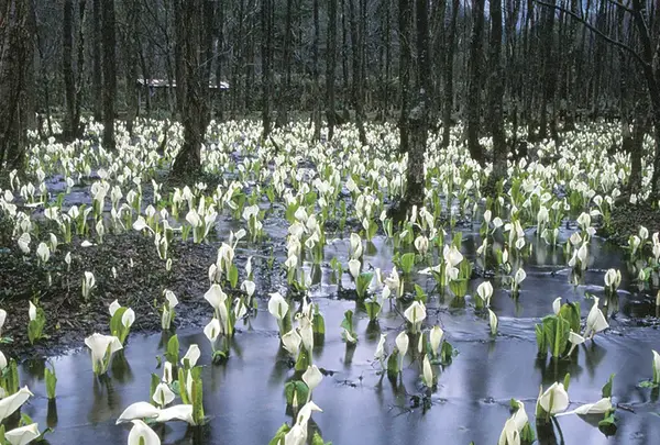 刺巻湿原ミズバショウ群生地