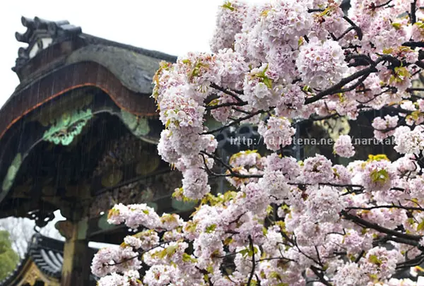 京都御所 桜