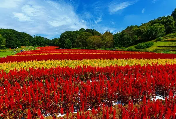 9月末〜10月初旬　国営武蔵丘陵森林公園　ケイトウ