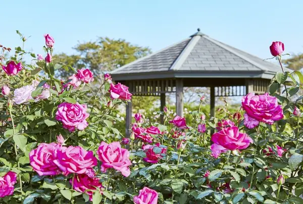 神奈川県立花と緑のふれあいセンター 花菜ガーデン