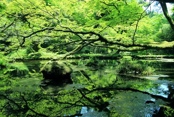 山吹水源