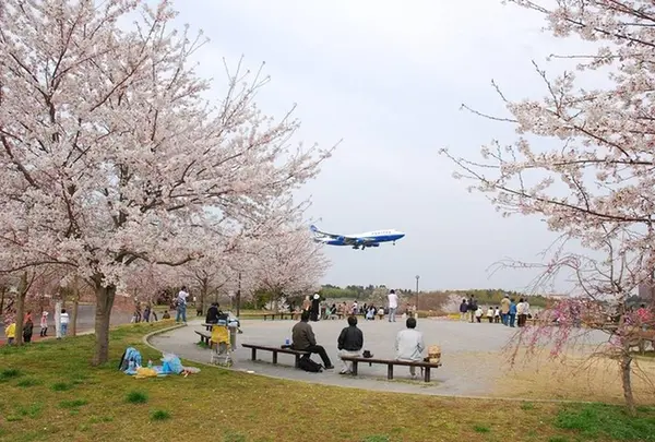 さくらの山公園