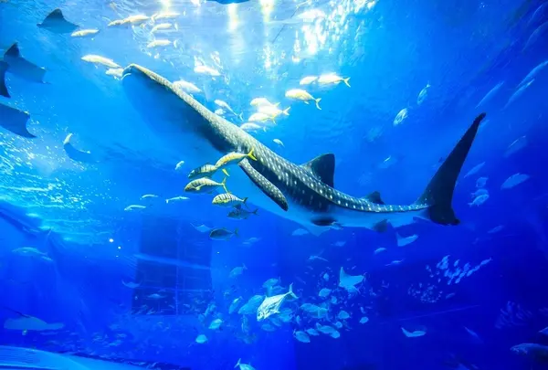 美ら海水族館