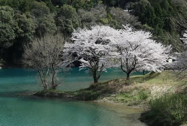 さくらの里公園