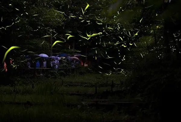 定光寺ほたるの里