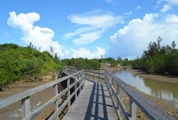 島尻のマングローブ林