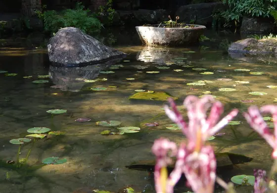 睡蓮池