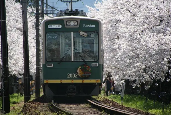 桜のトンネル🌸