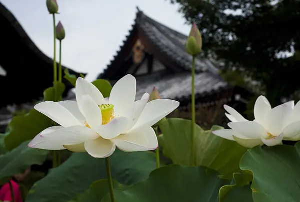 蓮を見るなら早朝がオススメ！